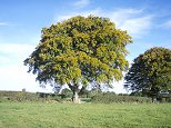 Large Tree